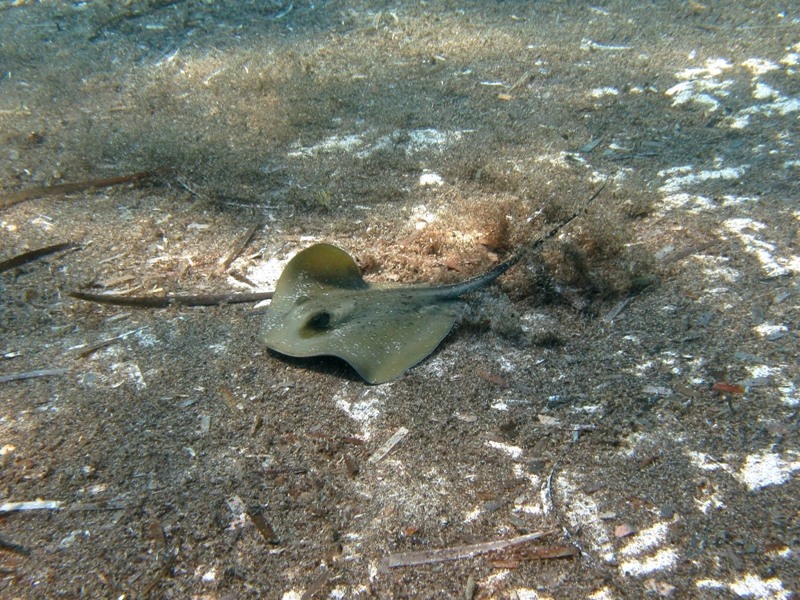 Dasyatis pastinaca (Linnaeus, 1758)
